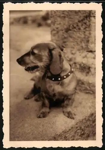 Fotografie Hund, Dackel, Dachshound, Sausage Dog