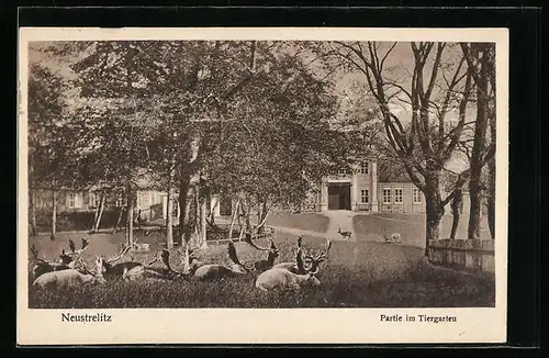 AK Neustrelitz, Partie im Tiergarten