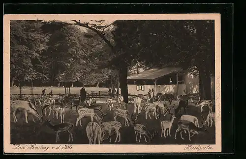 AK Bad Homburg v. d. H., im Hirschgarten