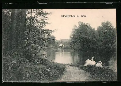 AK Mörs, Schwanenpartie am Stadtgraben