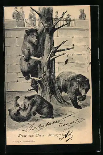 AK Bern, Bärengraben, Bär klettern an einem Baum