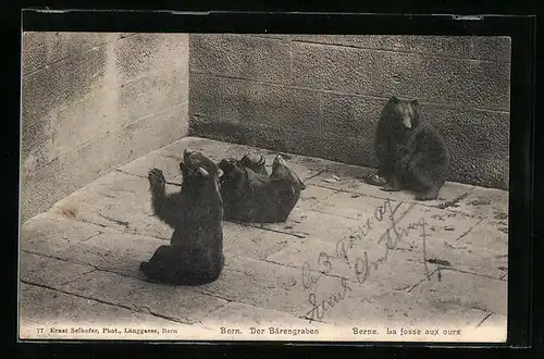 AK Bern, Bärengraben mit Jungtieren