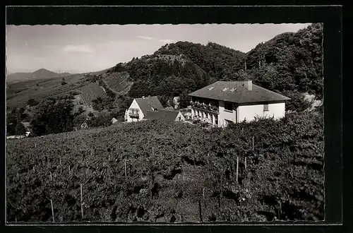 AK Albersweiler /Weinstrasse, Blick über Weinberge auf Häuser