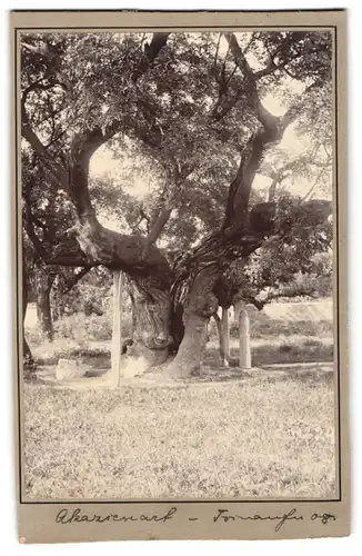 Fotografie unbekannter Fotograf und Ort, Blick auf einen Akazienbaum in Japan