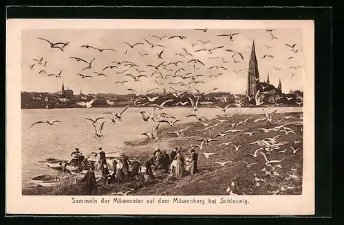 AK Schleswig, Sammeln der Möweneier auf dem Möwenberg