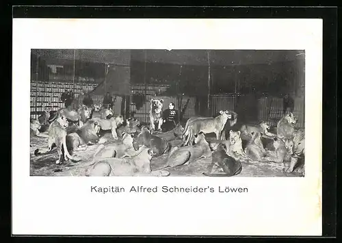 AK Kapitän Alfred Schneider`s Löwen, Zirkus
