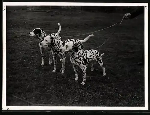 Fotografie Boxberger, Bad Kissingen, Hund - Dalmatiner beim Spaziergang