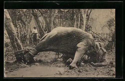AK Jäger mit einem festgebundenen Elefanten