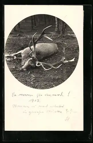 AK Foto eines erlegten Hirsches