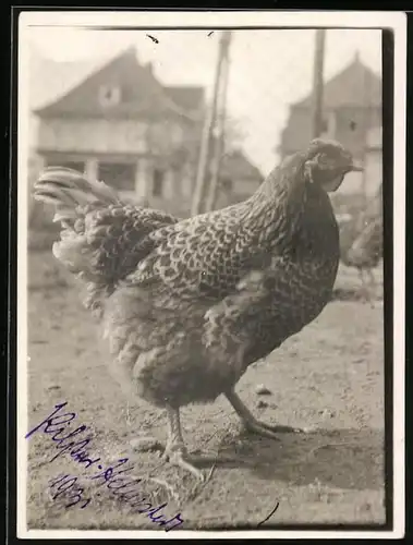 Fotografie Geflügel, Henne - Blaugoldhenne im Gehege 1931
