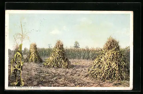 AK A Corn Field in Kansas, Landwirtschaft