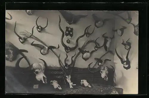 Foto-AK Jagdtrophäen hängen an der Wand