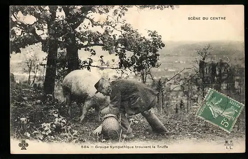 AK Trüffelsucher mit Schwein beim Ausgraben eines Trüffels