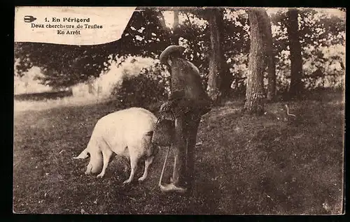AK Trüffelsucher mit schnüffelndem Schwein im Périgord