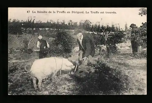 AK La Récolte de la Truffe en Périgord. La Truffe est trouvée
