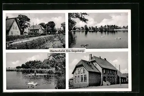 AK Hartenholm b. Segeberg, Teich mit Schwänen und Wohnhäuser