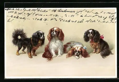 Künstler-AK M. Munk Nr. 1123: Putzige Hundewelpen