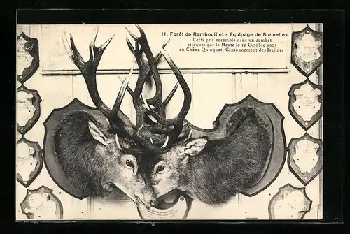 AK Rambouillet, Forêt de Rambouillet, Equipage de Bonnelles, Cerfs pris ensemble dans un combat 1905, Jagdtrophäen