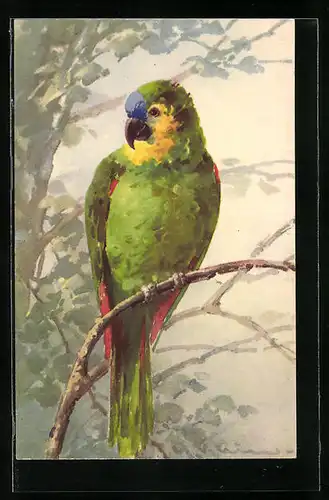 Künstler-AK Catharina Klein: Grüner Papagei sitzt auf einem Zweig