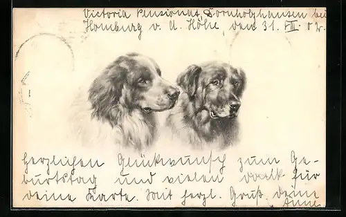 Künstler-AK M. Munk: Hunde mit treuem Blick