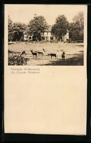 Foto-AK Körbecke, Waldgut Wilhelmsruh mit Rehen ca. 1935