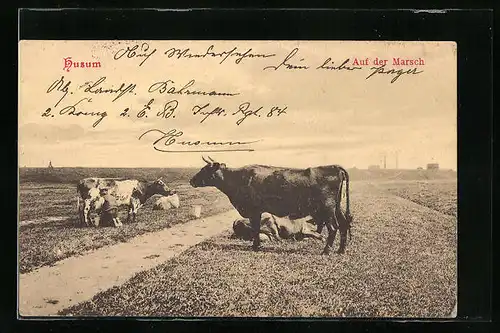 AK Husum, Kühe auf der Marsch