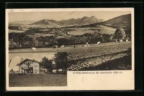 AK Miesbach, Kühe auf der Wiese beim Gasthof Stadelberghaus