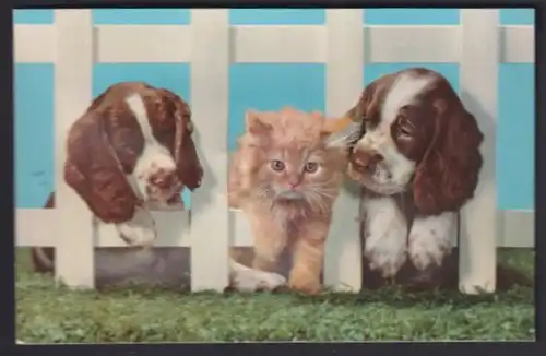 Geräusch-AK Zwei Hunde und ein rostrotes Kätzchen