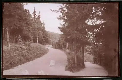 Fotografie Brück & Sohn Meissen, Ansicht Bad Elster, Partie an der Gabelung des Apeltweg