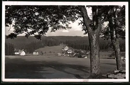 Fotografie Brück & Sohn Meissen, Ansicht Steinbach b. Johanngeorgenstadt, Blick aus dem Wald in den Ort