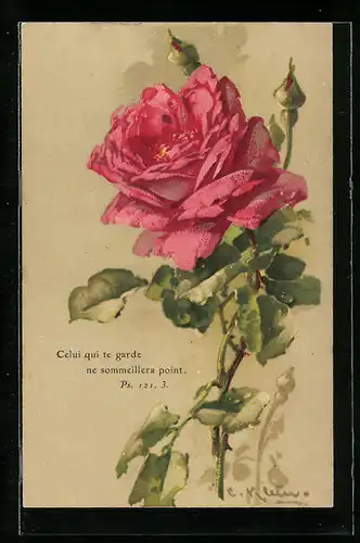 Künstler-AK Catharina Klein: Aufgeblühte rosa Rose