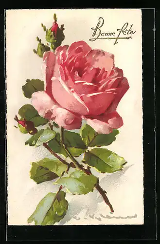 Künstler-AK Catharina Klein: Wunderschöne erblühte rosa Rose