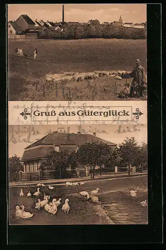 AK Güterglück, Ortspartie und Hirte mit Schafen, Uferpartie mit Gänsen