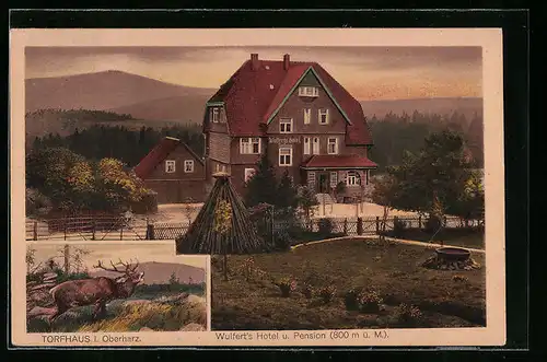 AK Torfhaus i. Harz, Wulfert`s Hotel u. Pension, Röhrender Hirsch