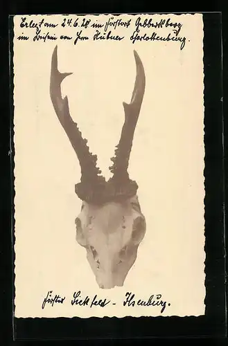 AK Hirschgeweih mit Schädel