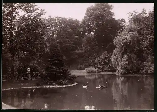 Fotografie Brück & Sohn Meissen, Ansicht Chemnitz, Teich im Stadtpark