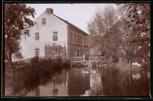 Fotografie Brück & Sohn Meissen, Ansicht Gauernitz / Elbe, Pinkowitzmühle im Regebachtal mit Wassergeflügel