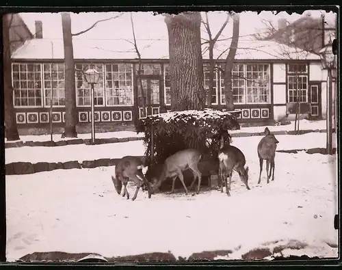 Fotografie Brück & Sohn Meissen, Ansicht Collmberg, Rehe beim Futtertrog im Winter auf dem Collmberg