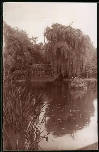 Fotografie Brück & Sohn Meissen, Ansicht Burgstädt i. Sa., Partie im Stadtpark mit Weiden