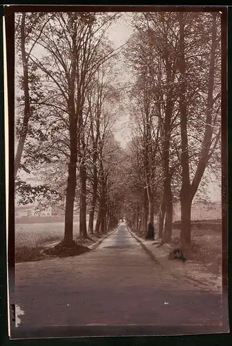 Fotografie Brück & Sohn Meissen, Ansicht Wechselburg / Mulde, Blick in die Allee Unter den Linden