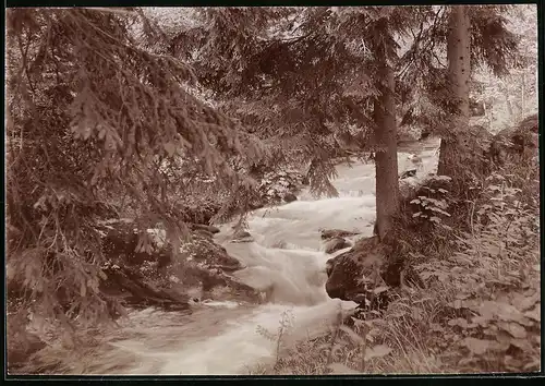 Fotografie Brück & Sohn Meissen, Ansicht Natschungtal, Partie im Tal mit Bachlauf