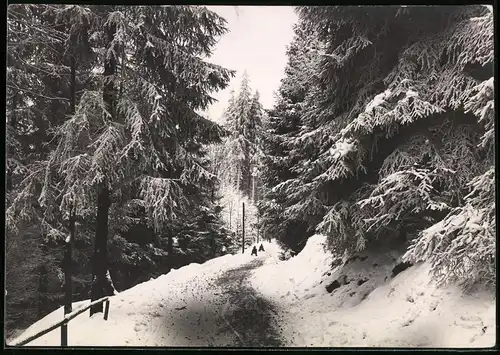 Fotografie Brück & Sohn Meissen, Ansicht Bärenfels i. Erzg., Partie im verschneiten Winterwald, Kinder mit Schlitten