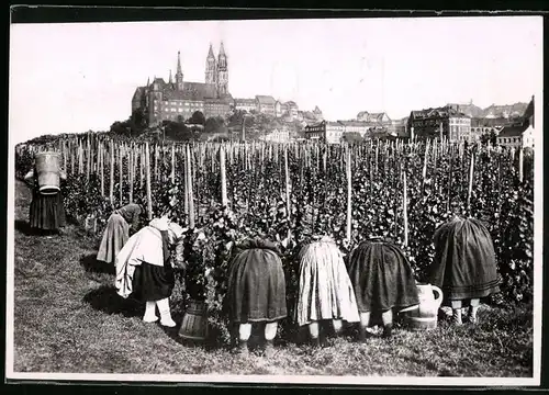 Fotografie Brück & Sohn Meissen, Ansicht Meissen i. Sa., Bäuerinnen bei der Weinlese auf dem Ratsweinberg