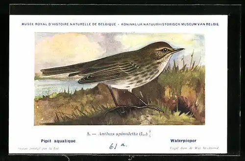 Künstler-AK Hubert Dupond: Waterpieper, Anthus spinoletta, Vogel