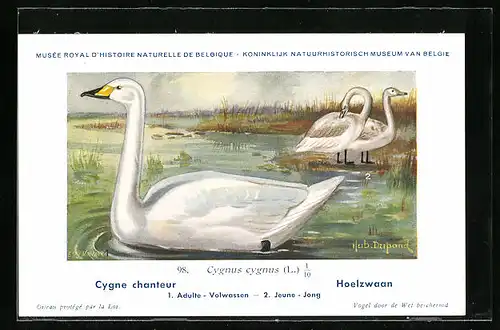 Künstler-AK Hubert Dupond: Cygne chanteur, Cygnus cygnus, Schwan