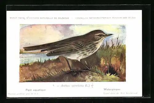 Künstler-AK Hubert Dupond: Waterpieper, Anthus spinoletta, Vogel