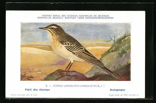 Künstler-AK Hubert Dupond: Pipit des champs, Anthus campestris campestris, Vogel