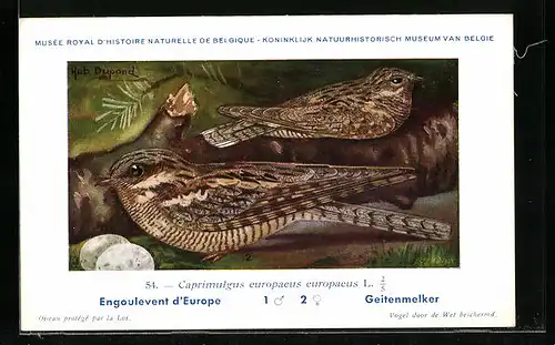 Künstler-AK Hubert Dupond: Engoulevent d`Europe, Caprimulgus europaeus europaeus, Vogel