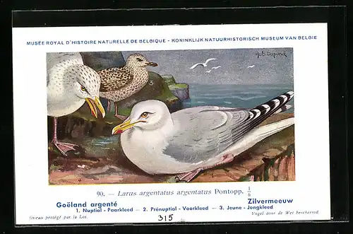 Künstler-AK Hubert Dupond: Goeland argenté, Zilvermeeuv, Larus argentatus argentatus Pontopp, Nuptial, Prénuptial, Jeune