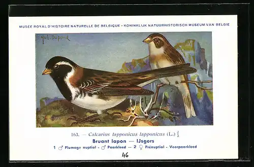 Künstler-AK Hubert Dupond: Bruant lapon, Calcarius lapponicus lapponicus, Plumage nuptial, Prénuptial, Vögel